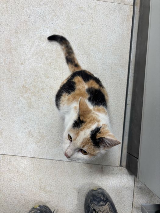 Кошка в добрые руки!!!