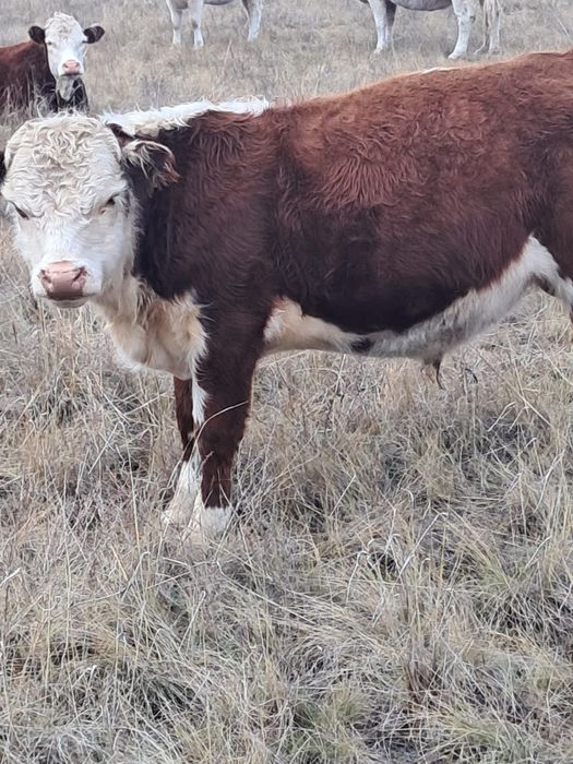 Бычки полтарашки