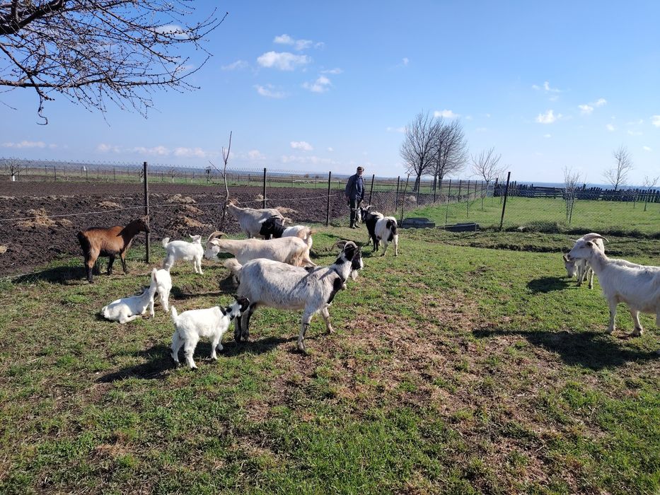 Vând capre bune de lapte