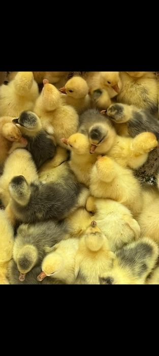 Қаздың балапандары бар граните тур