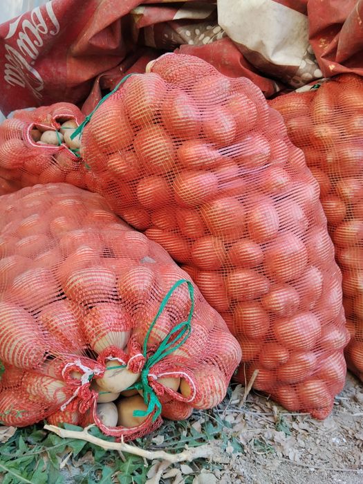 Картофель гала Нарықолдыкы