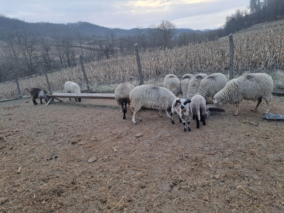 De vanzare 8 oi bune de tinut