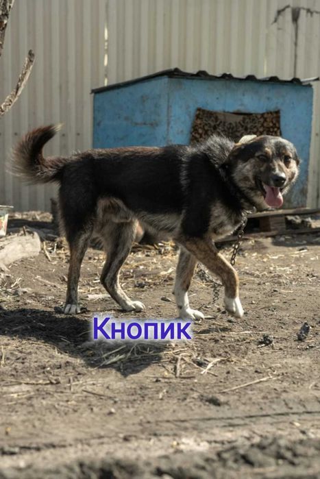 Дарю в добрые и ответственные руки