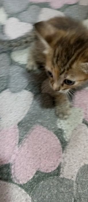 Котята мышеловки