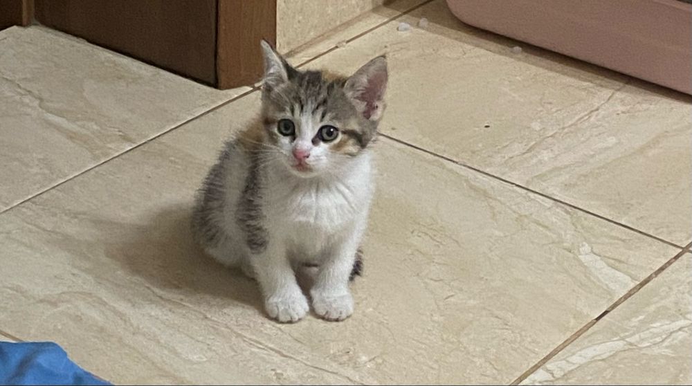 Котеночек в добрые руки