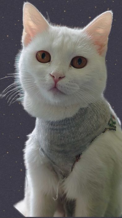 Кошечка в добрые руки! Срочно!
