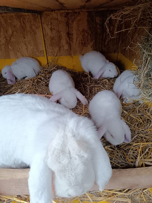 Vand iepuri berbec german