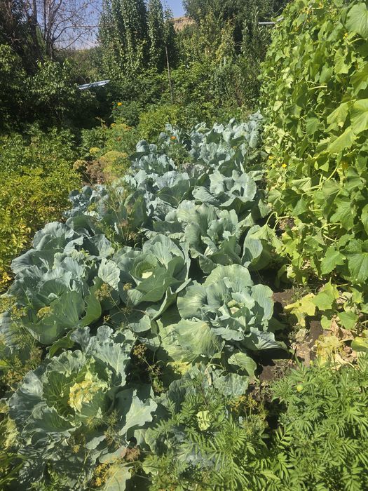 Продам дачу Медьзавод