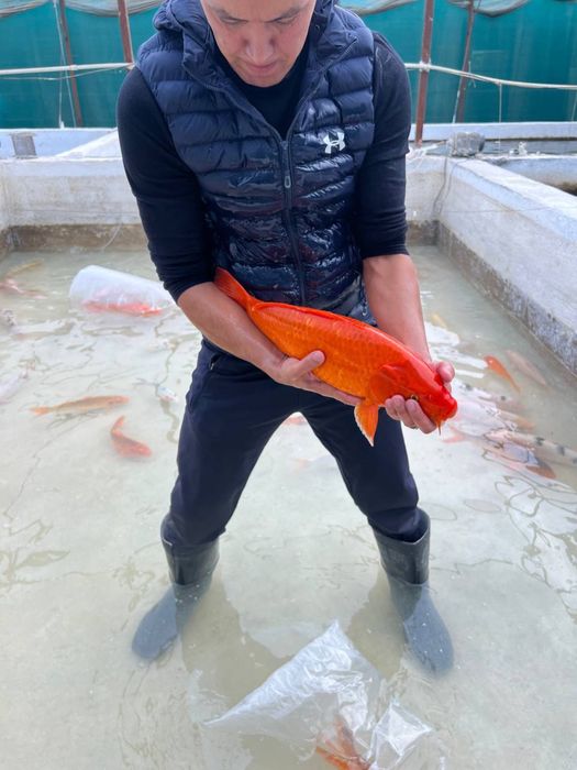 Кои рыба для пруда привазная