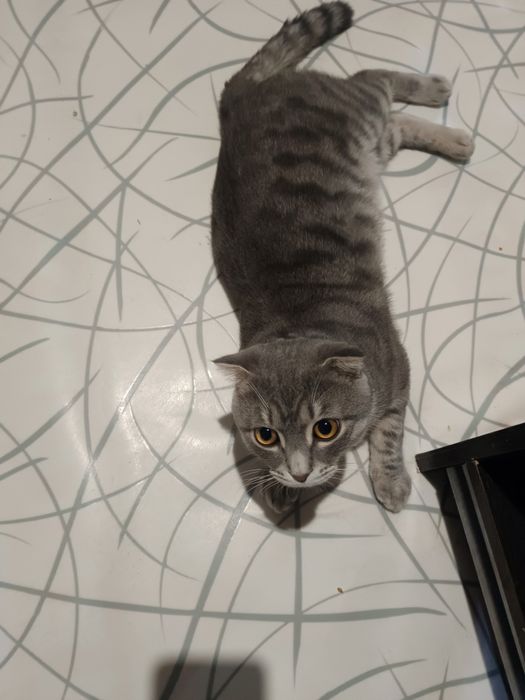 Отдам даром кошку