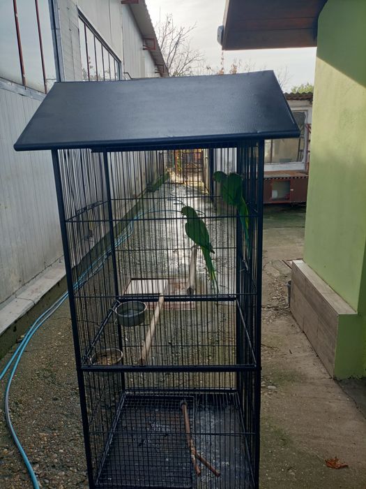 Pereche Micul Alexandru