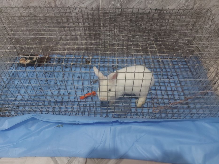 Кролик маленький