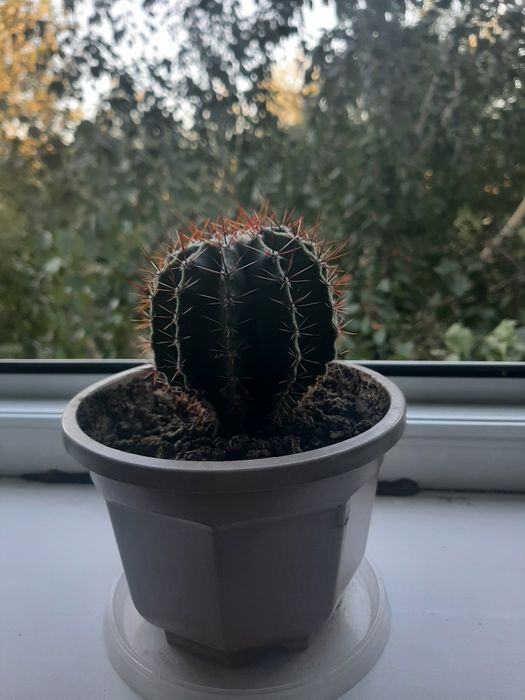 Продам кактус  10см