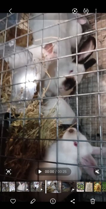 Продаются кролчата