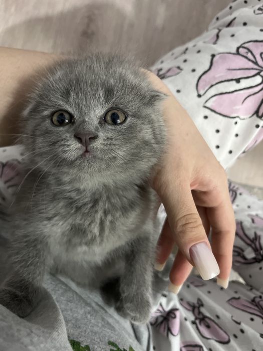 Шотландская Вислоуха