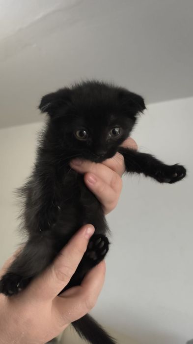 Милые котята ищут дом