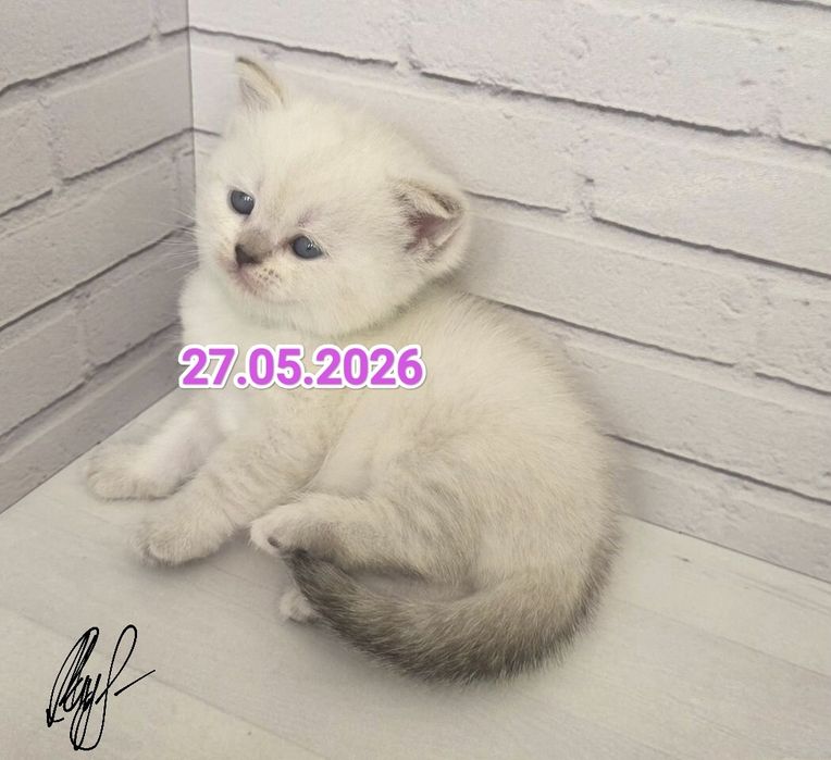 Чистокровные Британские котята