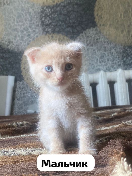 Котята в добрые руки!!!