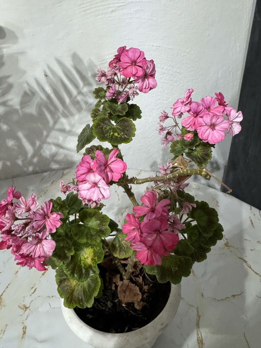 Герань гүлі сатылады