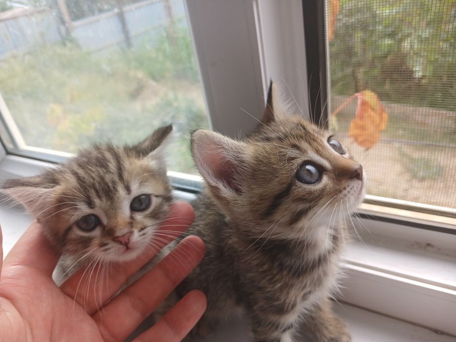 Отдам котят в хорошие руки