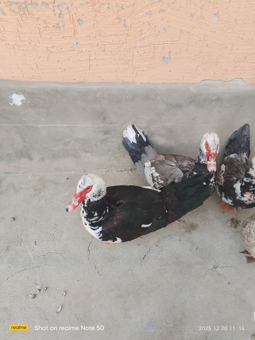 Индаутка сатылады