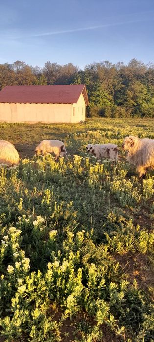 Vand o perche de oi cu un miel