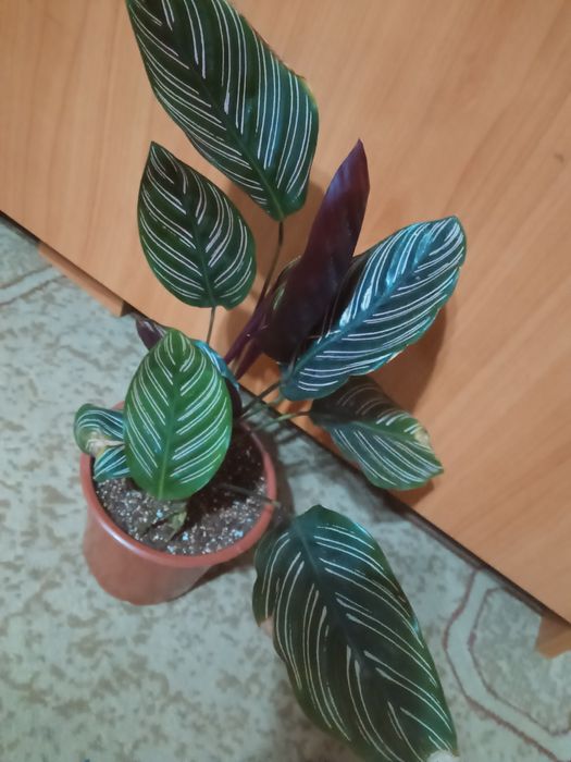 Фикус лирата, калатея