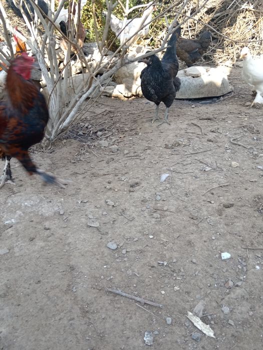 Qora shahzodam XO'ROZ va tovuq sotiladi