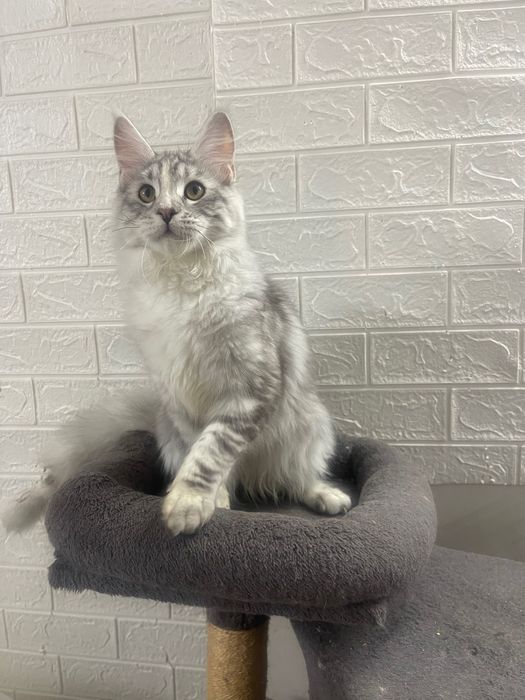 Maine Coon cu părinții campion.