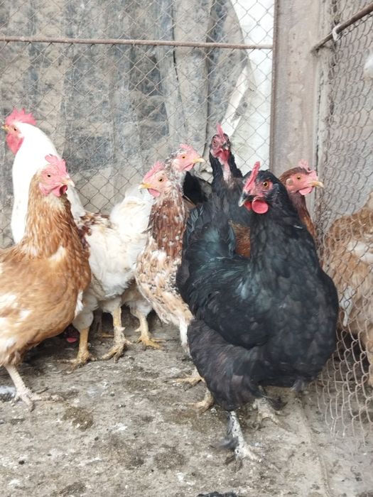 Продам куры домашние