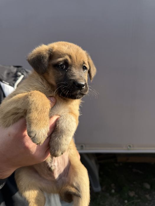 Отдам щенят в хорошие руки