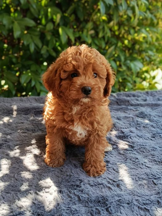 Кавапу /  Cavapoo