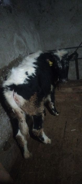 Тана телка  1жасар