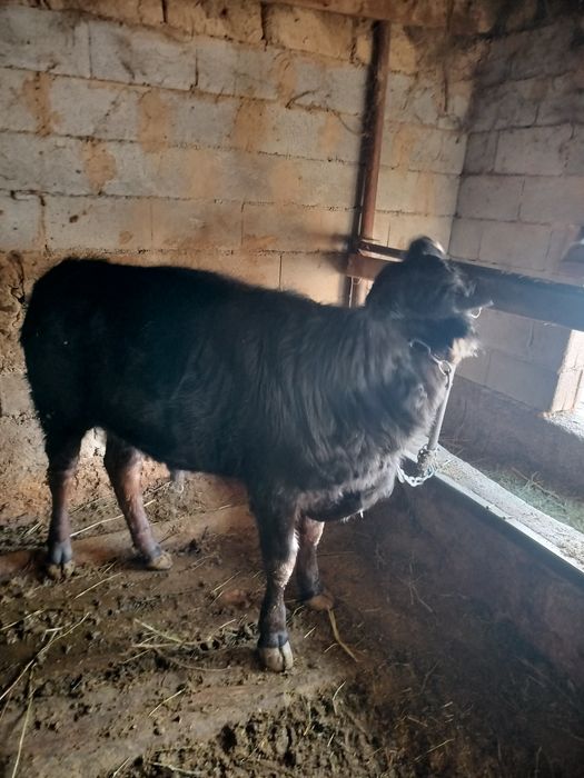 Бычки годовалые.