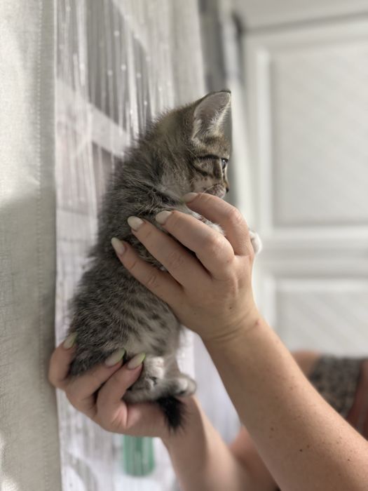 котенок девочка!