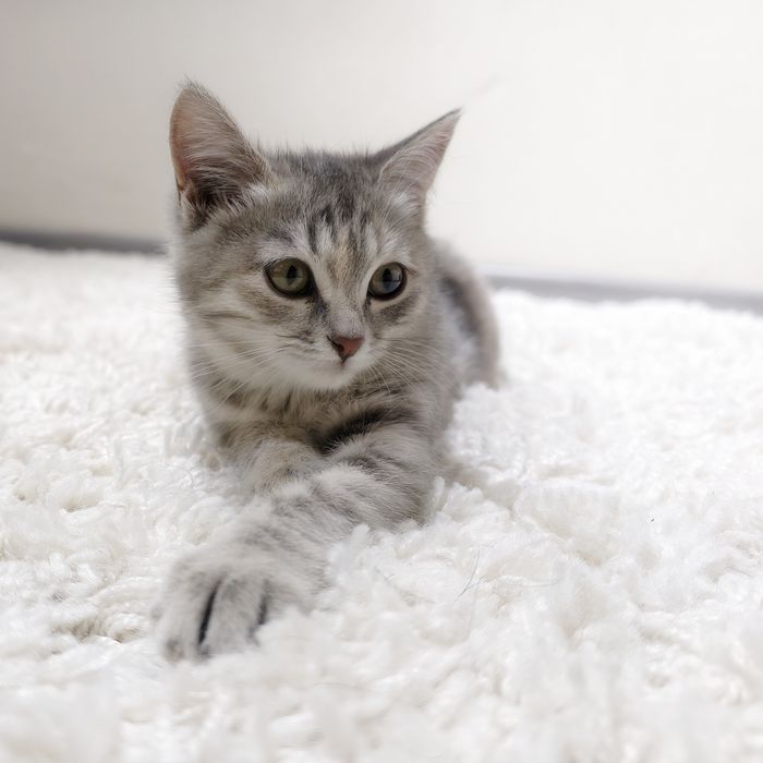 Отдам в добрые руки котенка.