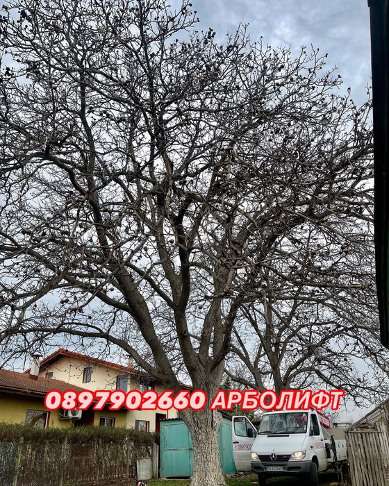 Професионално рязане и поддръжка на дървета Пловдив