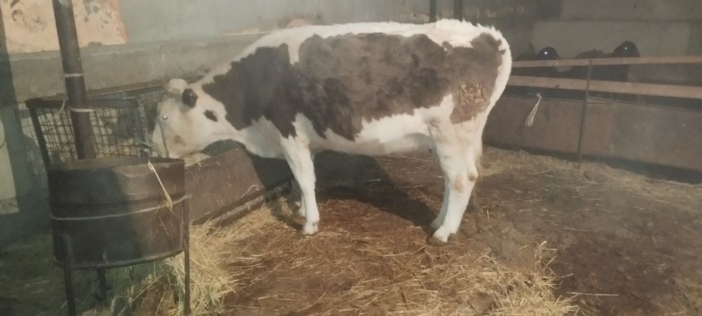 Семіз сиыр сатылады