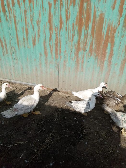 Продам молодых индоуток