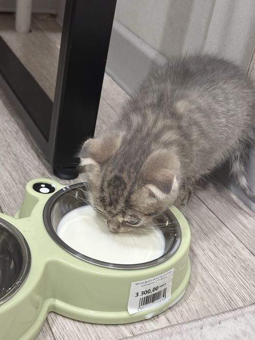 Продам мальенкую котенка