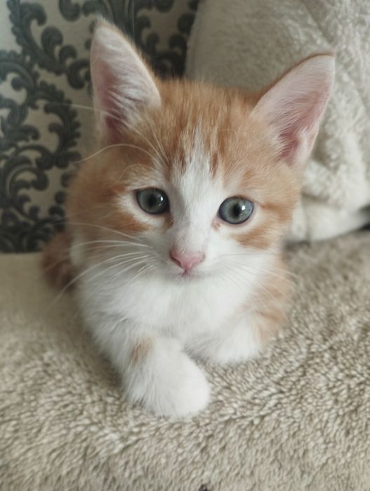 Ласковые котята ищут дом