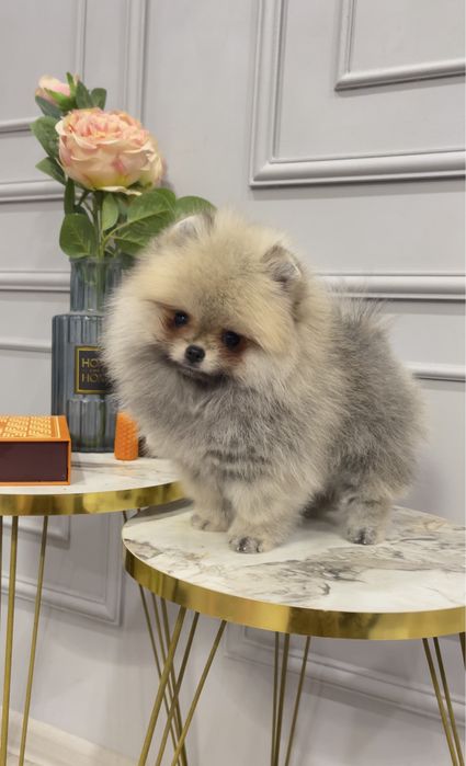 Мини девочка померанский шпиц