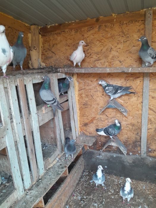 Desființez crescătorie porumbei