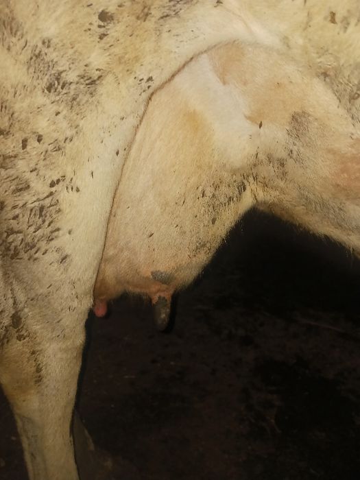 vând vacă bună de lapte