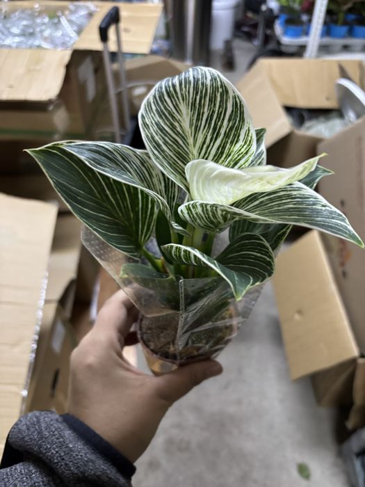 Цветы комбо из 10шт