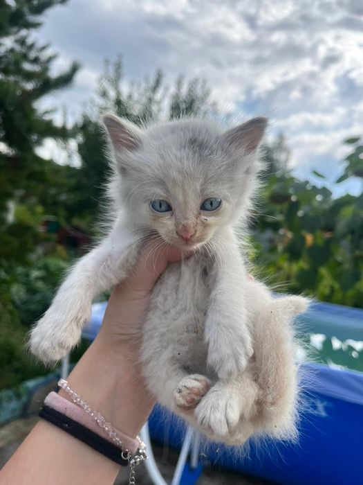 Отдам котят два мальчика