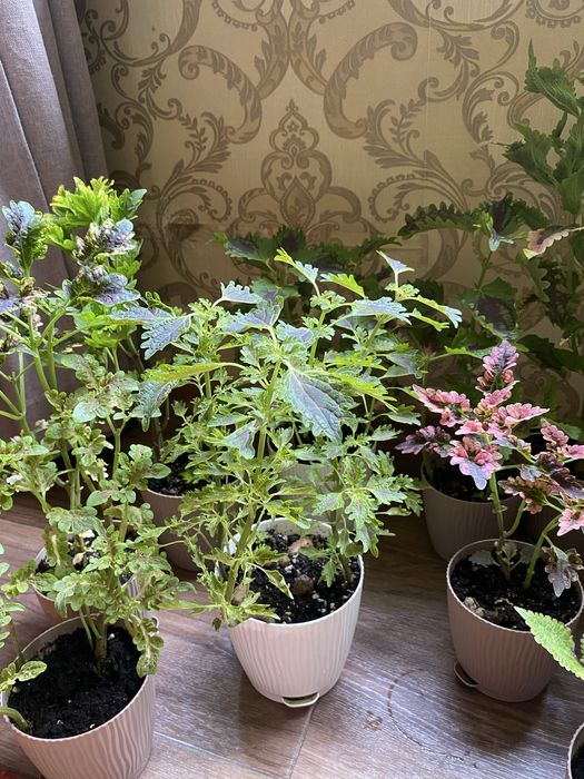 Колеусы,монстера,маранта,женское счастье