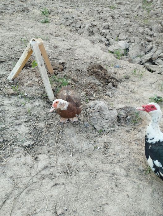 Хорози ва макиёни сотилади соглом