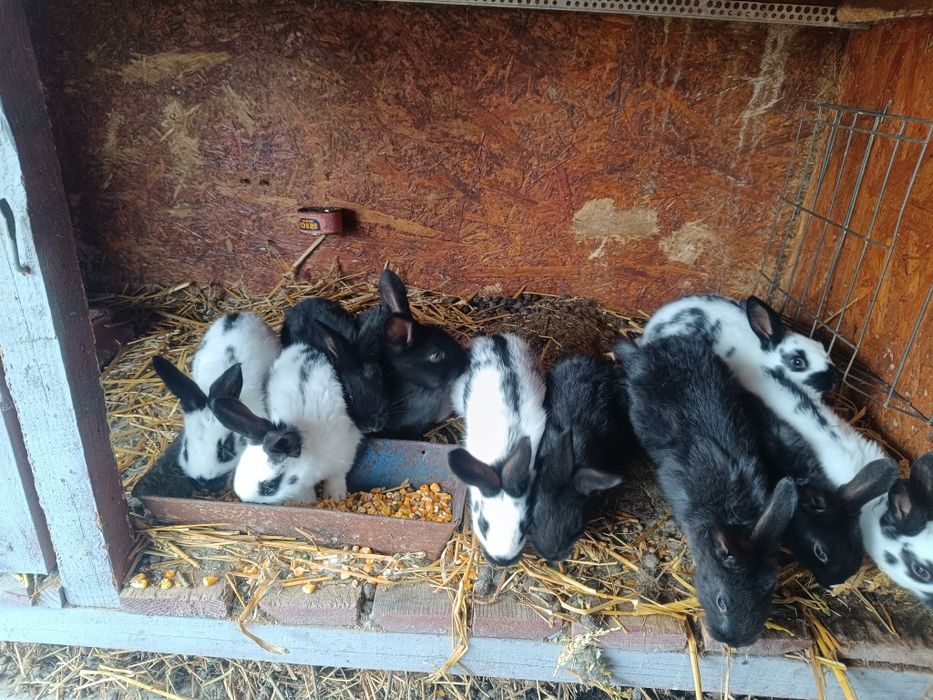 Vând femele berbec german