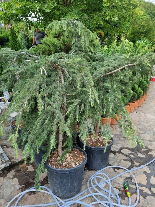 betula pendula youngii - catalpa bignonioides nana